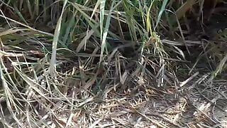 Pakistani desi girl on road pussy and anal sex with former